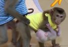 O.M.G, Monkey Jacky Do Matting With Lady Monkey Jenny While Brother PavPav In Her Belly, so Funny Love