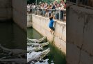 TERRIFYING FALL! BOY PLUNGES INTO CROCODILE POOL!