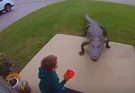 “Too Close for Comfort: Shocking Encounter with Alligator Caught on Camera”
